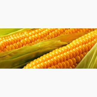 Закупка кукурудзи фуражної