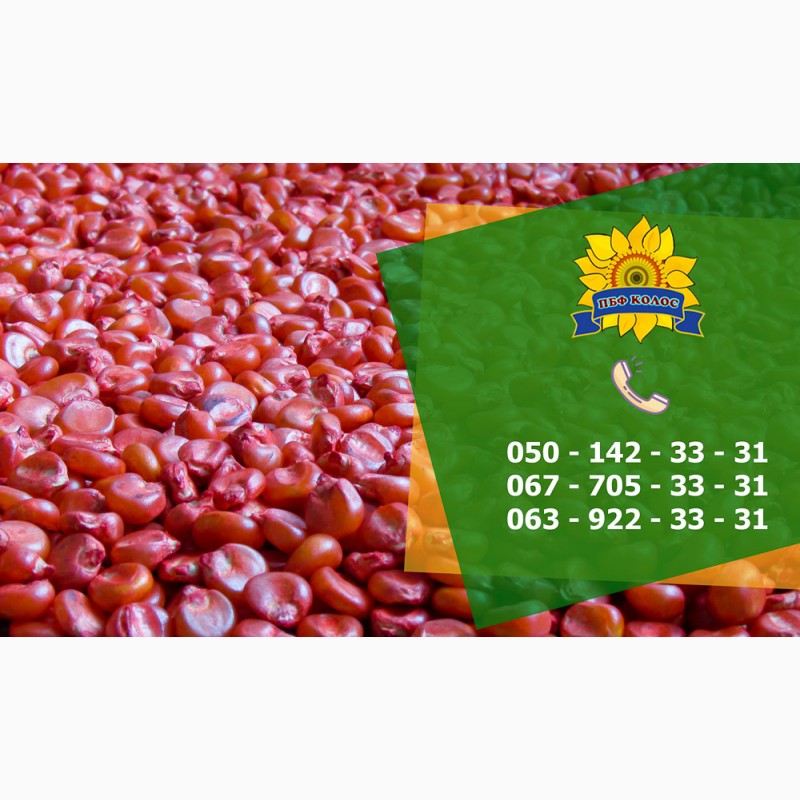 Фото 4. Семена кукурузы / Насіння кукурудзи Дніпровський 181 СВ від ПБФ «Колос»