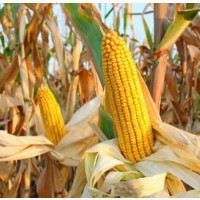 Насіння кукурудзи гібрид Монблан ФАО 320 (2023 рік), ТОВ НВП АГРО - РИТМ, Україна