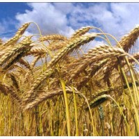 Семена озимой пшеницы Зиск Элита, урожайность 78-110 ц/га