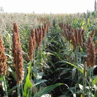 Семена зернового сорго Оггана, 105-115 дней