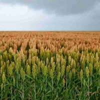 Семена зернового сорго Оггана, 105-115 дней