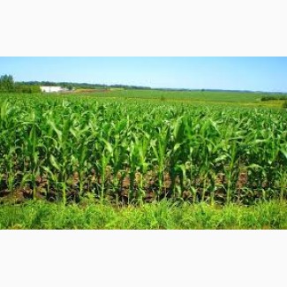 NEW насіння кукурудзи: Вакула, Онікс, Яніс