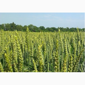 Посівний матеріал озимої пшениці КУБУС (1репродукція)