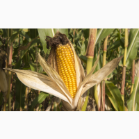Насіння гібриду кукурудзи ВНІС ГРАН 1 (фао 370) 2020 року урожаю