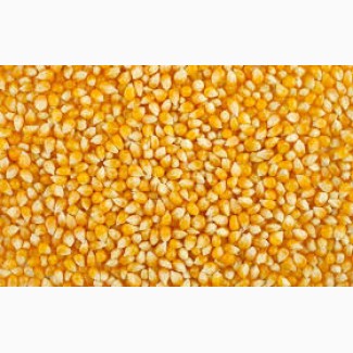 Пшениця ячмінь кукурудза соя тритікал