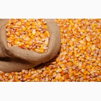 Купим кукурузу в Сумах и области