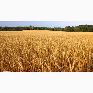 Семена озимой пшеницы Мудрость Одесская, 76-115 ц/га