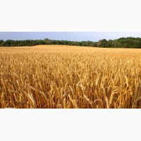 Семена озимой пшеницы Мудрость Одесская, 76-115 ц/га