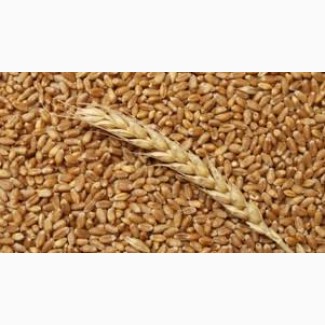 Можно сеять 10 лет подряд, клейковины 38%Семена пшеницы MASON