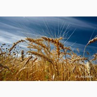 Семена пшеницы озимой Расцвет, Розквіт