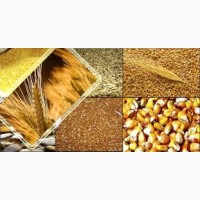 ПРОДАМ: пшеницу, кукурузу, ячмень, соя, рапс и др. культуры