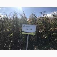 Семена Кукурузы Гран 6 (ФАО 300) -10% скидки от производителя