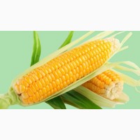 Продам 300т кукурузы в Ромодане Полтавская обл