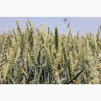 Посівний матеріал озимої пшениці МЕСКАЛЬ (1репродукція)