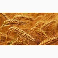 Манера одесская, семена пшеницы