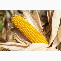 Насіння гібриду кукурудзи ВНІС АМАРОК 300 (фао 330) 2020 року урожаю