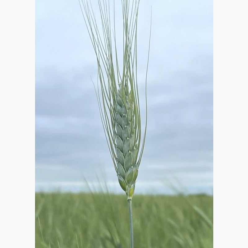 Фото 3. Насіння пшениці ярої, твердої Харківська 39, еліта