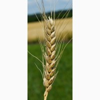 Семена озимой пшеницы Бунчук Элита, урожайность 75-89 ц/га
