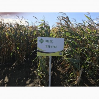 Семена кукурузы ВН 6763 (ФАО 320) -10% скидки от производителя