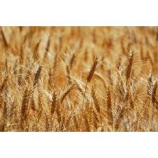 Посівний матеріал озимої пшениці ФЕЛІКС (1репродукція)
