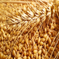 Семена пшеницы озимой Перепелка, Перепілка