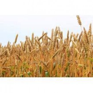 Купуємо пшеницю фураж, 2-3 кл