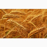 Семена озимой пшеницы Овидий Элита, урожайность 95-100 ц/га