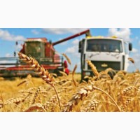 Перевозка зерна и зерновых грузов по Украине