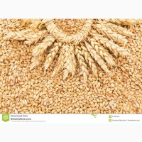 Закупаем пшеницу у производстелей 1-2 класс