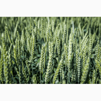 Посівний матеріал озимої пшениці ТОБАК (1репродукція)