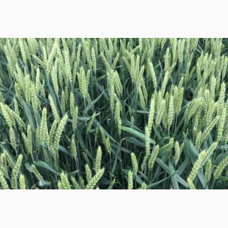 Посівний матеріал озимої пшениці ПРАКТІК (1репродукція)