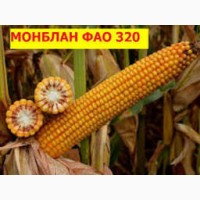 Семена кукурузы гибрид Монблан ФАО 320