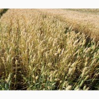 Продам высококачественные семена озимой пшеницы Колониа