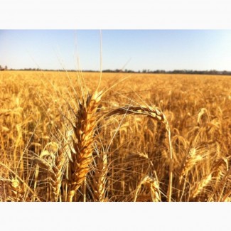 Закупаю зерновые дорого по всей Украине