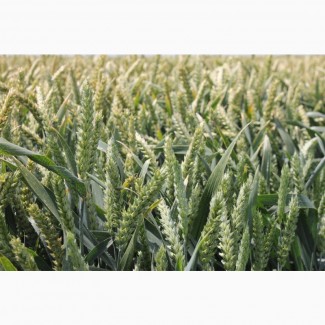Посівний матеріал озимої пшениці РЕБЕЛЛ (1репродукція)