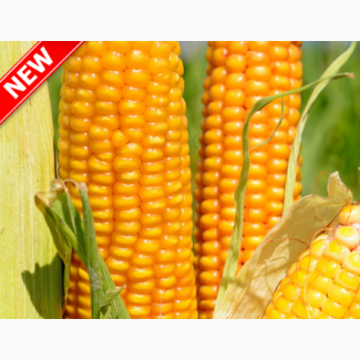 Насіння гібриду кукурудзи ВНІС ТОР (фао 280) 2021 року урожаю