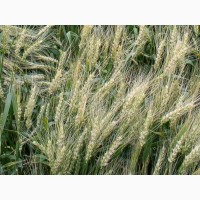 Семена озимой пшеницы Зиск - экстрасильный сорт