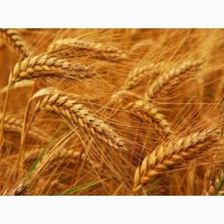 Семена пшеницы НЕДРА элита 1 репрод