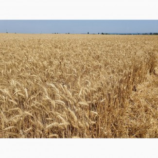 Продам насіння ультраранньої озимої пшениці