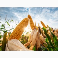 Семена кукурузы Экодар 380 (ФАО 380)
