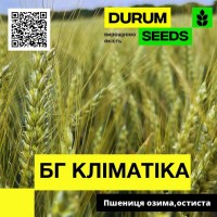 Пшениця озима, остиста - BG Klimatika / БГ Кліматіка (Durum Seeds)
