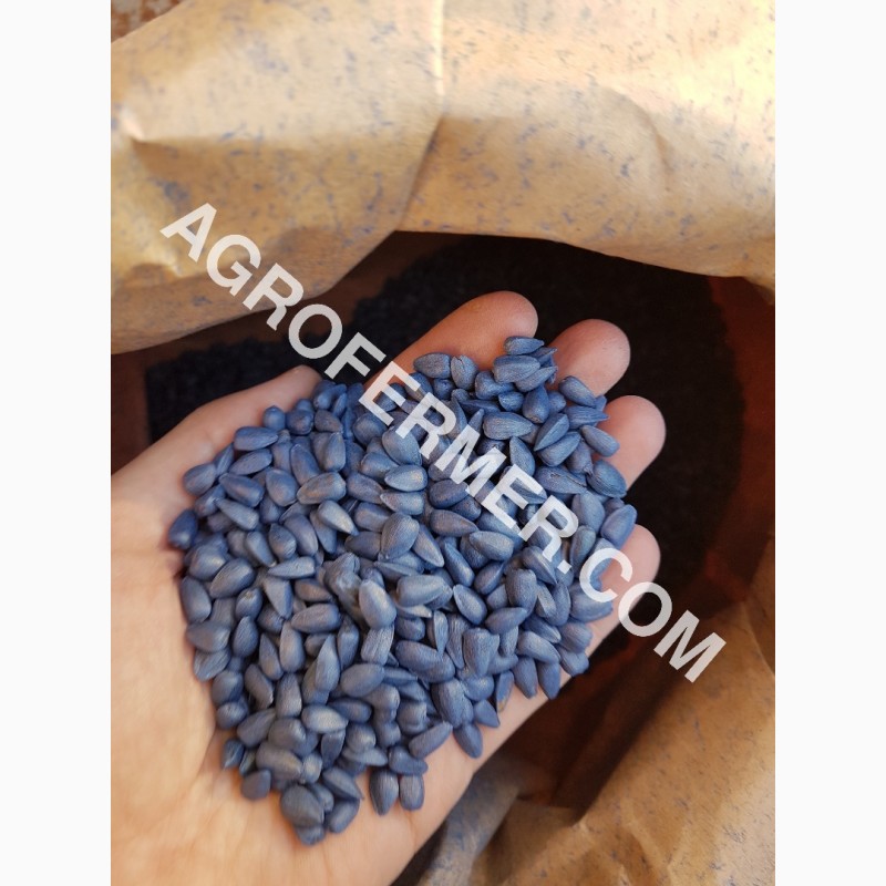 Фото 10. Семена подcолнечника CRESTON FS 799 Канадский трансгенный гибрид