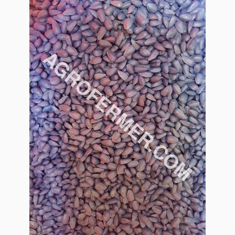 Фото 8. Семена подcолнечника CRESTON FS 799 Канадский трансгенный гибрид