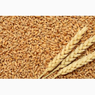 Закупляємо пшеницю (2-6 класів)