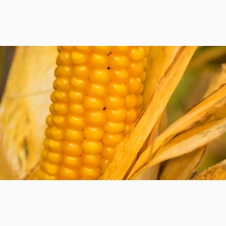 Насіння гібридів кукурудзи ВНІС ВН 63 (фао 280) 2020 року урожаю