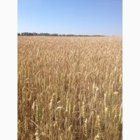 Продаємо висівки пшеничні
