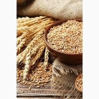 Куплю пшеницю 2-4 кл, олійні та бобові культури