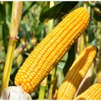 Насіння кукурудзи OSTRO FAO 290 (Остро)