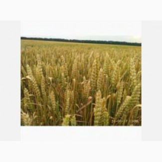 Продам высококачественные семена озимой пшеницы Алтиго